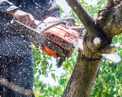PRZYCINKI DRZEW I KRZEWÓW