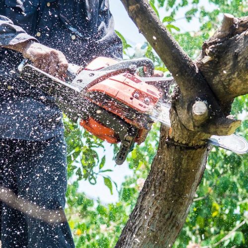 PRZYCINKI DRZEW I KRZEWÓW